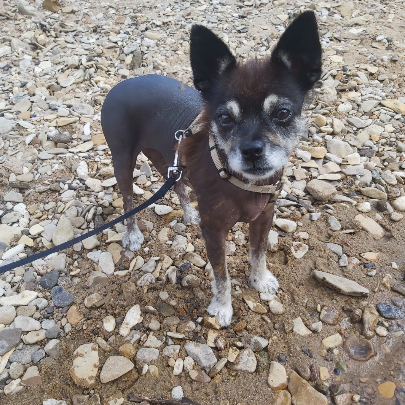Chico